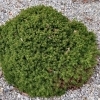 Picea abies 'little gem' -- Kleine Nest-Fichte